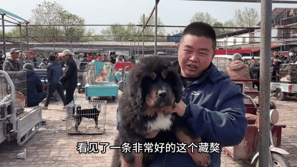 我被藏獒躁的好爽动态图——藏獒犬舍专业繁育的藏獒幼犬