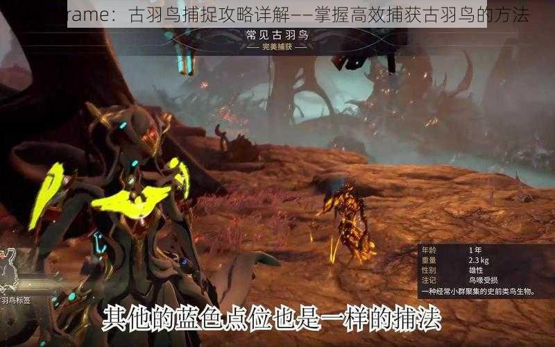 Warframe：古羽鸟捕捉攻略详解——掌握高效捕获古羽鸟的方法